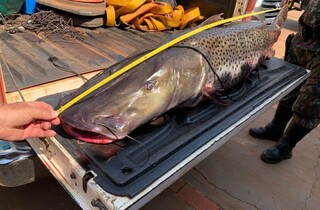 Espécie pintado entra para lista de ameaçados de extinção. (Foto: Divulgação/Semagro)